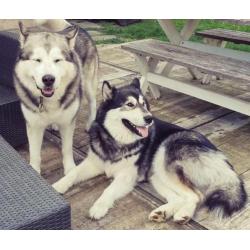 Alaskan malamute puppy's met stamboom verwacht: Okt/Nov