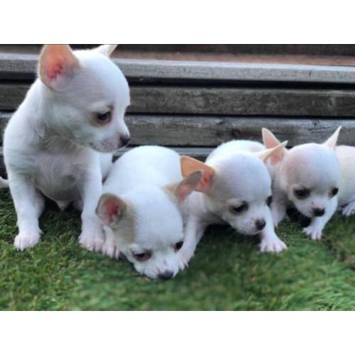 Chihuahua pups