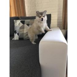 pomsky F2 pups ( mini husky)