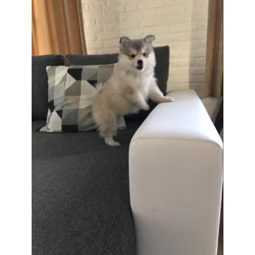 pomsky F2 pups ( mini husky)