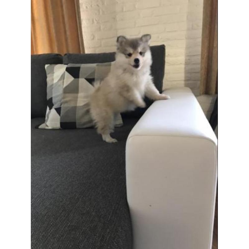 pomsky F2 pups ( mini husky)