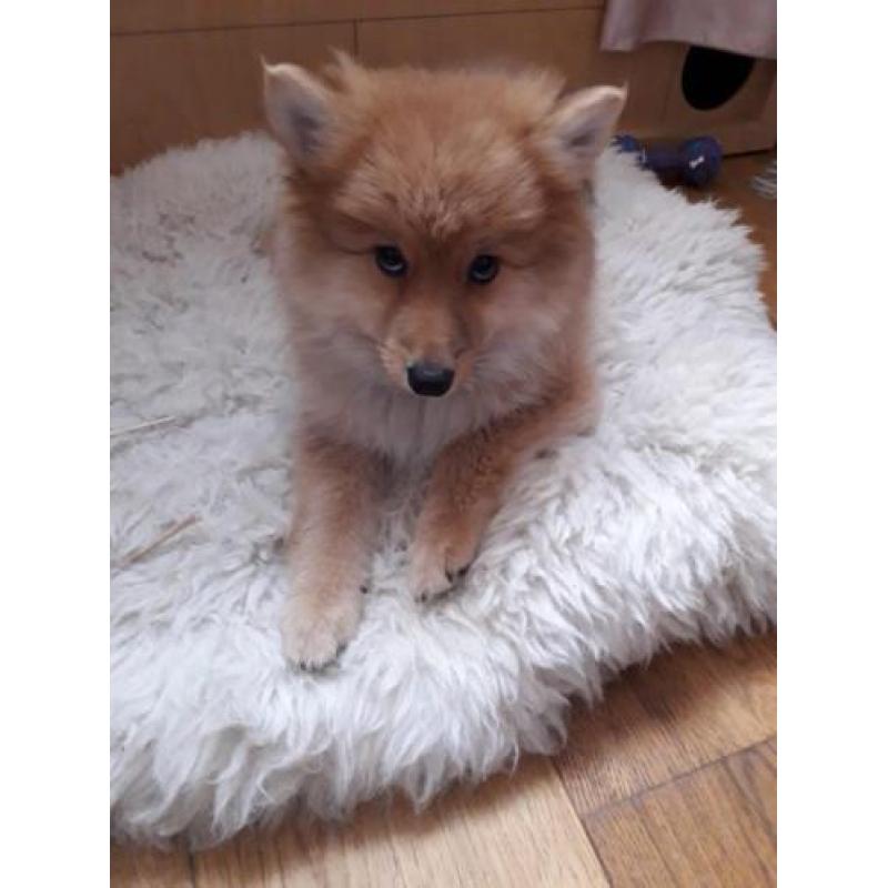 Nog een mooie pomsky reutje f1b over