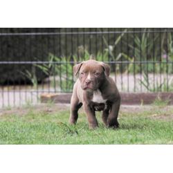 Grove Xl American bully pups, zeer exclusief! (Hulk line)