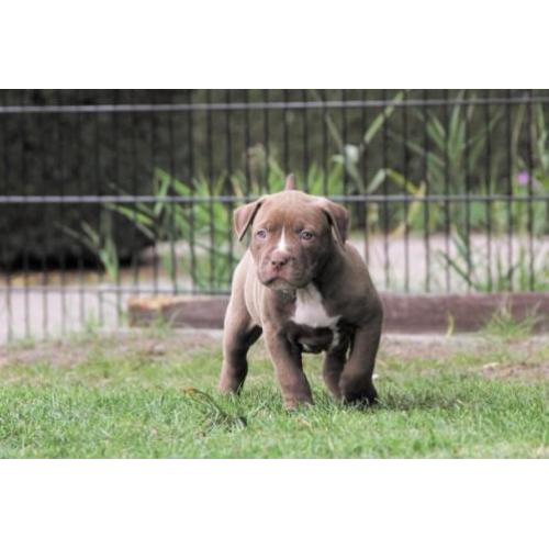 Grove Xl American bully pups, zeer exclusief! (Hulk line)