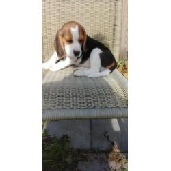 Beagel pups klaar om te verhuizen