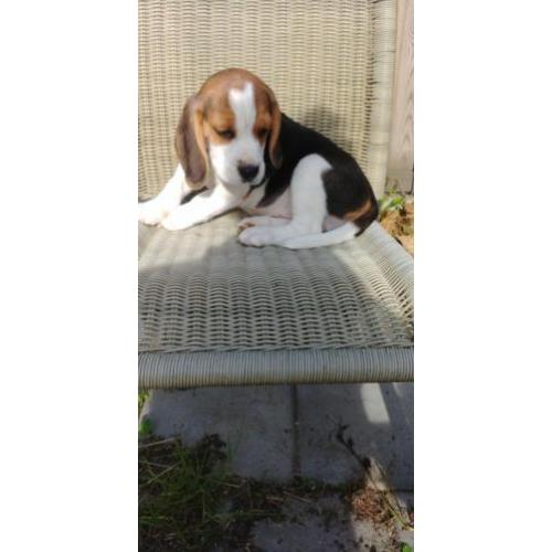 Beagel pups klaar om te verhuizen