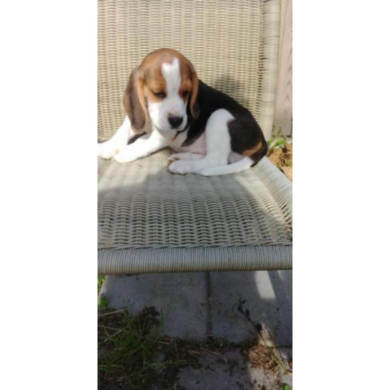 Beagel pups klaar om te verhuizen