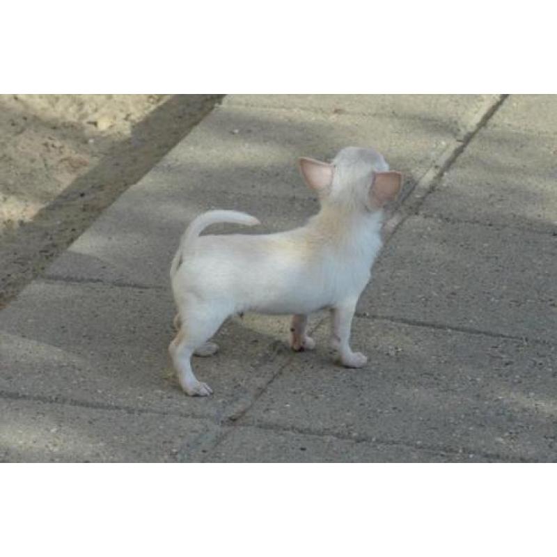 2 mooie chihuahuareu puppies met FCI stamboom