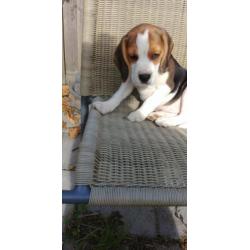 Beagel pups klaar om te verhuizen