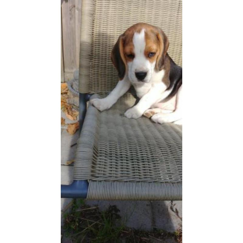 Beagel pups klaar om te verhuizen