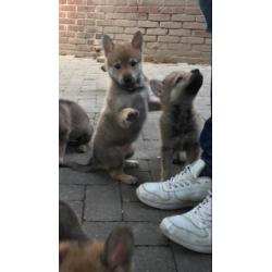 Tsjechoslowaakse Wolfhond pups