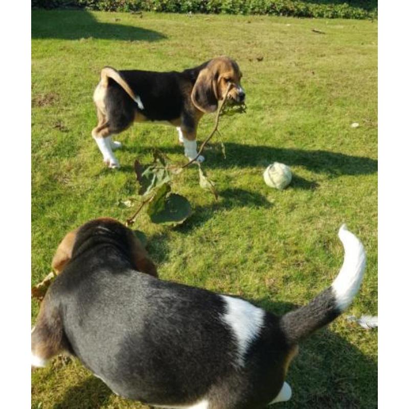 Beagle pups (ouders aanwezig)