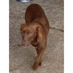 ACE: Nuca, timide Podenco kruising zoekt een lieve familie