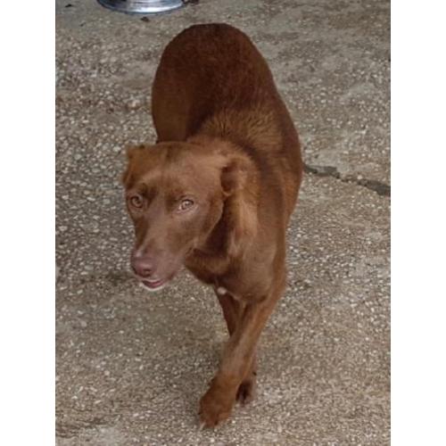 ACE: Nuca, timide Podenco kruising zoekt een lieve familie