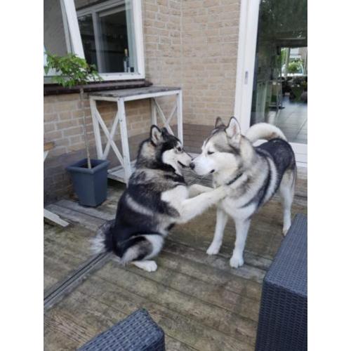 Alaskan malamute puppy's met stamboom verwacht: Okt/Nov