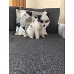 pomsky F2 pups ( mini husky)
