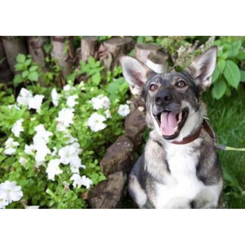 MyM Sofia. Lief, trouw uitdagend wolvenmeisje!