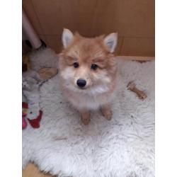 Nog een mooie pomsky reutje f1b over