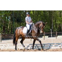 Dressuurpaard, merrie, 9 jaar.