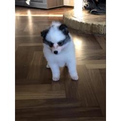 pomsky F2 pups ( mini husky)