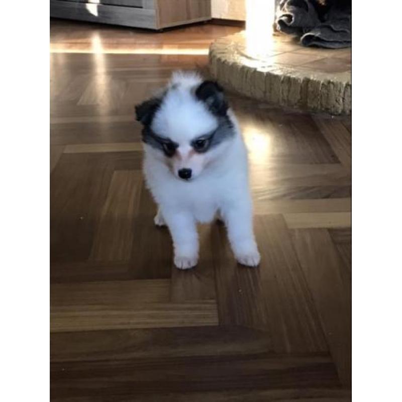 pomsky F2 pups ( mini husky)