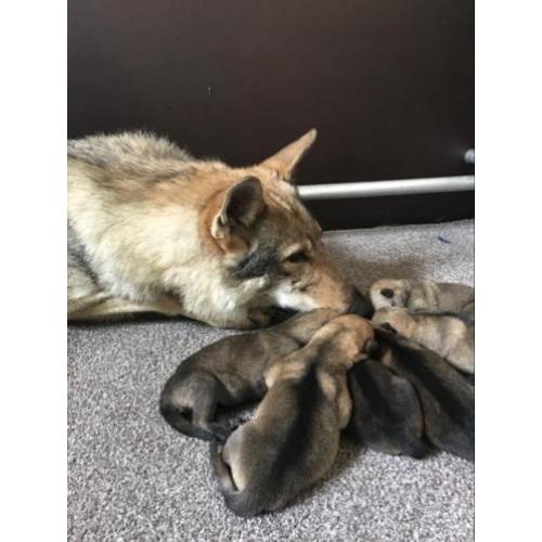 Tsjechoslowaakse Wolfhond pups