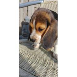 Beagel pups klaar om te verhuizen