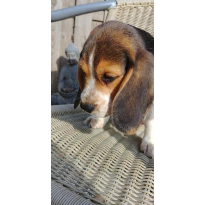 Beagel pups klaar om te verhuizen