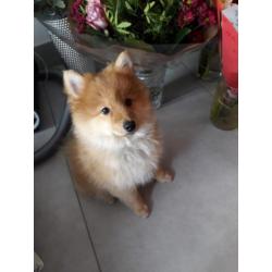 Nog een mooie pomsky reutje f1b over