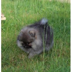 Zeer mooi Pomeranian/Pomeriaan/Dwergkeesje Reutje FCI