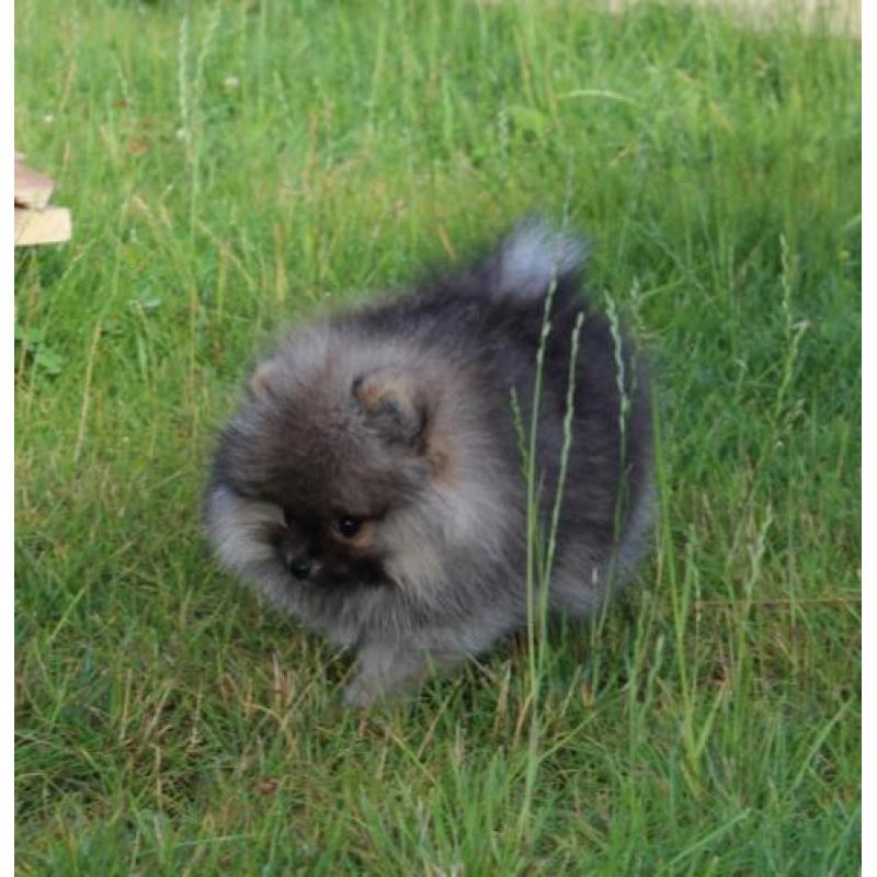 Zeer mooi Pomeranian/Pomeriaan/Dwergkeesje Reutje FCI