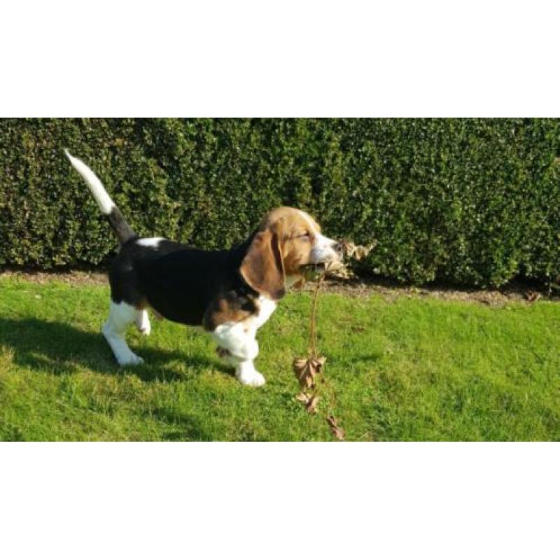 Beagle pups (ouders aanwezig)