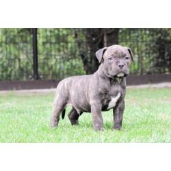 Grove Xl American bully pups, zeer exclusief! (Hulk line)