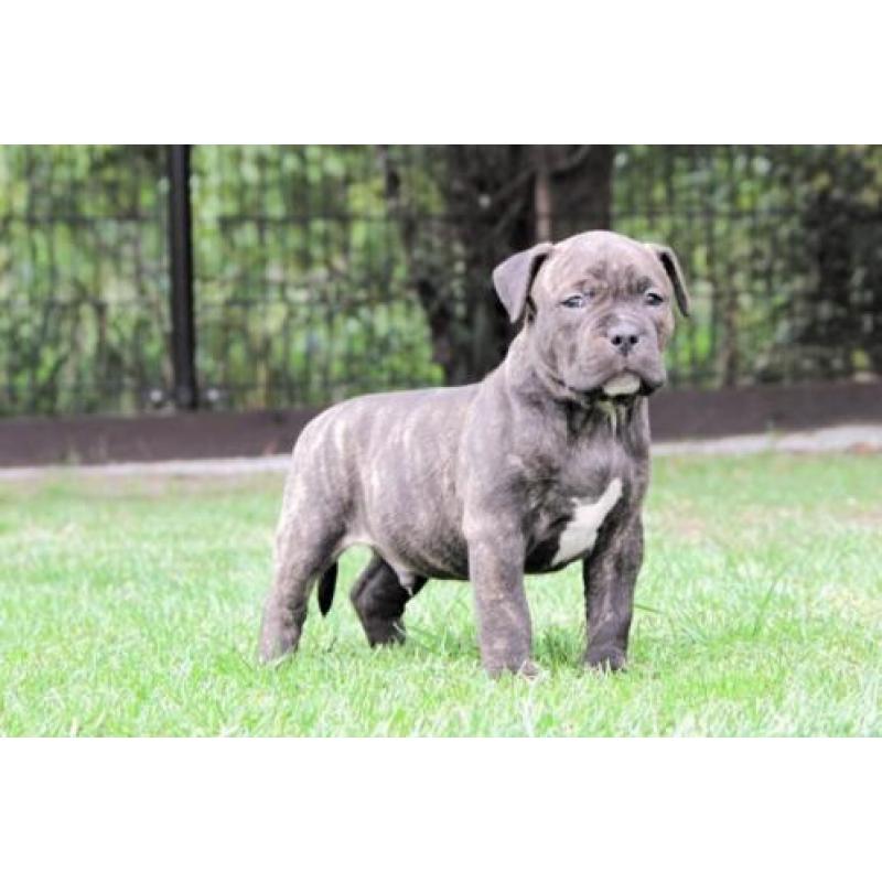 Grove Xl American bully pups, zeer exclusief! (Hulk line)