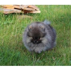 Zeer mooi Pomeranian/Pomeriaan/Dwergkeesje Reutje FCI